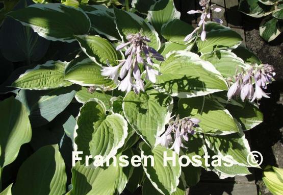 Hosta Crispula